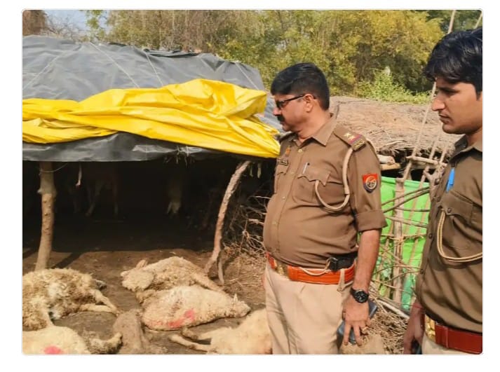 दो दर्जन भेड़ों की धारदार हथियार से हत्याः पुरानी रंजिश की आशंका, पशुपालक के बाड़े में वारदात